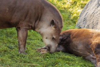 A male South American tapir (Tapirus terrestris) sniffs a female lying in a clearing. Captive
