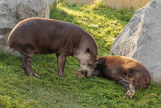 A male South American tapir (Tapirus terrestris) sniffs a female lying in a clearing. Captive