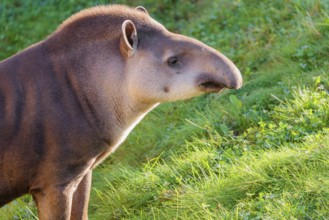 Portrait of a male South American tapir (Tapirus terrestris). Captive