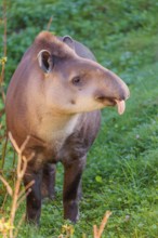 A South American tapir (Tapirus terrestris) runs through the undergrowth at the edge of the forest