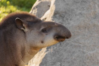 Portrait of a male South American tapir (Tapirus terrestris). Captive