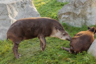 A male South American tapir (Tapirus terrestris) sniffs a female lying in a clearing. Captive