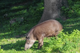 A South American tapir (Tapirus terrestris) runs through the undergrowth at the edge of the forest