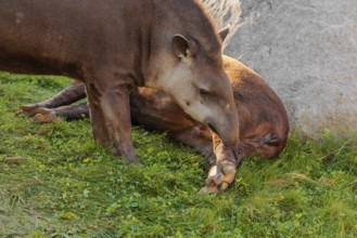 A male South American tapir (Tapirus terrestris) sniffs a female lying in a clearing. Captive