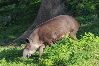 A South American tapir (Tapirus terrestris) runs through the undergrowth at the edge of the forest