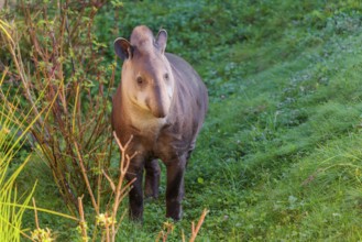 A South American tapir (Tapirus terrestris) runs through the undergrowth at the edge of the forest