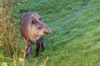 A South American tapir (Tapirus terrestris) runs through the undergrowth at the edge of the forest