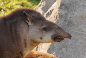 Portrait of a male South American tapir (Tapirus terrestris). Captive