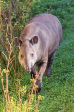 A South American tapir (Tapirus terrestris) runs through the undergrowth at the edge of the forest