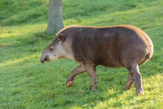 A South American tapir (Tapirus terrestris) runs across a green meadow, looking for food. Captive