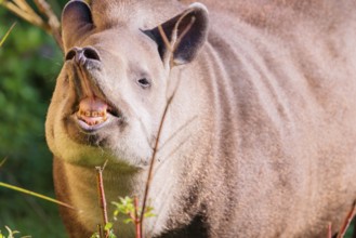A male South American tapir (Tapirus terrestris) displays flehmen in a clearing. Captive