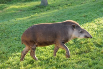 A South American tapir (Tapirus terrestris) runs across a green meadow, looking for food. Captive