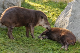 A male South American tapir (Tapirus terrestris) sniffs a female lying in a clearing. Captive