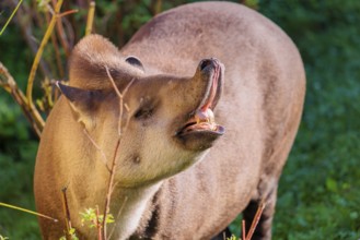 A male South American tapir (Tapirus terrestris) displays flehmen in a clearing. Captive