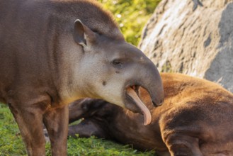 A male South American tapir (Tapirus terrestris) stands yawning in a clearing. Captive