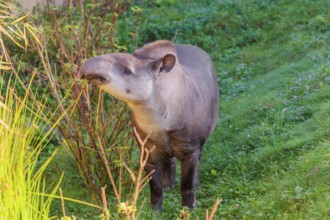 A South American tapir (Tapirus terrestris) runs through the undergrowth at the edge of the forest