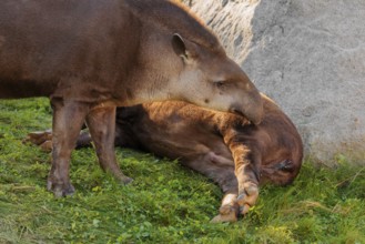 A male South American tapir (Tapirus terrestris) sniffs a female lying in a clearing. Captive