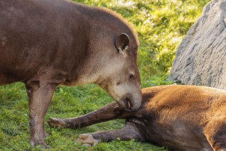 A male South American tapir (Tapirus terrestris) sniffs a female lying in a clearing. Captive