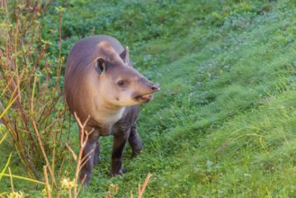 A South American tapir (Tapirus terrestris) runs through the undergrowth at the edge of the forest