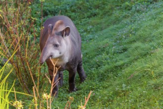 A South American tapir (Tapirus terrestris) runs through the undergrowth at the edge of the forest