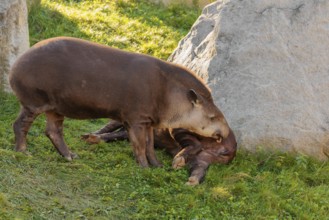 A male South American tapir (Tapirus terrestris) sniffs a female lying in a clearing. Captive
