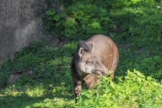 A South American tapir (Tapirus terrestris) runs through the undergrowth at the edge of the forest