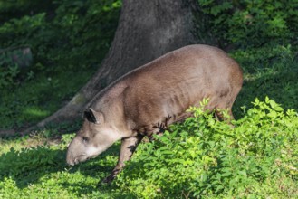 A South American tapir (Tapirus terrestris) runs through the undergrowth at the edge of the forest