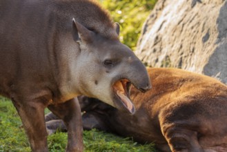 A male South American tapir (Tapirus terrestris) stands yawning in a clearing. Captive