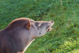 A male South American tapir (Tapirus terrestris) displays flehmen in a clearing. Captive