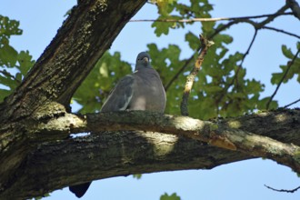 A wood pigeon sits on a branch, surrounded by leaves and blue sky, Braunschweig, Lower Saxony,