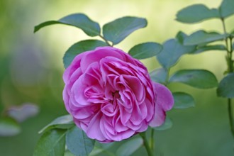 Close-up of a pink rose with green leaves in the background, Braunschweig, Lower Saxony, Germany