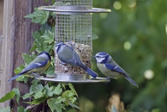 Three great tits at a feeding place in the garden, surrounded by ivy, Braunschweig, Lower Saxony,
