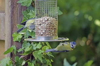 A blue tit hangs out at a feeding place surrounded by ivy in the garden, Braunschweig, Lower