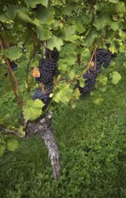 Grapes, red, on the vine, vineyard, vines, winegrowing, Stuttgart, Baden-Württemberg, Germany