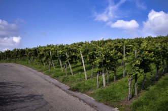 Path, road, through vineyard, vines, vineyards, viticulture, Stuttgart, Baden-Württemberg, Germany