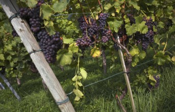 Grapes, red, on the vine, vineyard, vines, winegrowing, Stuttgart, Baden-Württemberg, Germany