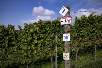 Signposts, hiking trails, wine hiking trail, Neckarweg, vineyard, vines, viticulture, Stuttgart,
