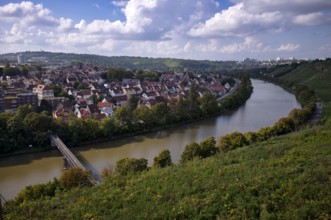 Neckar river loops along vineyard, vines, grapevines, wine growing, district Münster, Freiberg,