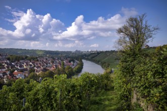 Neckar river loops along vineyard, vines, grapevines, wine growing, district Münster, Freiberg,