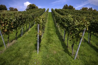 Vineyard, Vines, Vineyards, Viticulture, Stuttgart, Baden-Württemberg, Germany