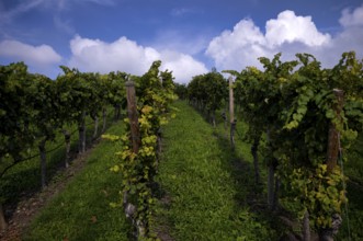 Vineyard, Vines, Vineyards, Viticulture, Stuttgart, Baden-Württemberg, Germany