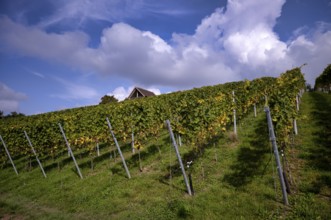 Vineyard, Vines, Vineyards, Viticulture, Stuttgart, Baden-Württemberg, Germany