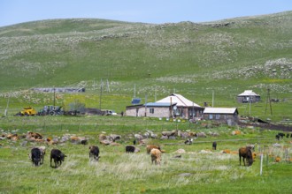 Cows grazing on a pasture in front of a farmhouse with green hills in the background, Zorakert,