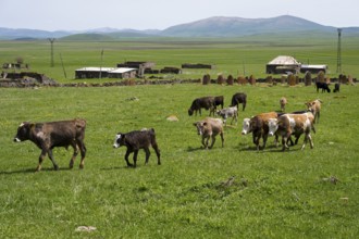 A group of young cattle moves across a wide green pasture with hills and scattered buildings, old