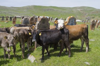 Cows and calves gather on a green meadow with old gravestones behind them, old cemetery, Aghvorik,