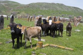 A group of cattle stands in a meadow in front of old gravestones with green hills in the