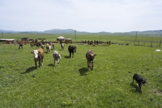 A herd of cattle with a dog walks across a wide green meadow in front of rolling hills, old