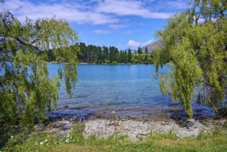 View of a lake entrance with overhanging willow trees and blue sky, Queenstown, Queenstown-Lakes