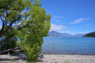 Peaceful view of a lake with a tree in the foreground and mountains in the background, Queenstown,