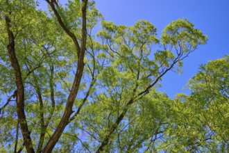 Treetops from below with bright green foliage against a blue sky, Queenstown, Queenstown-Lakes